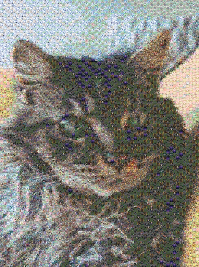 The cat rebuilt out of Pokémon cards