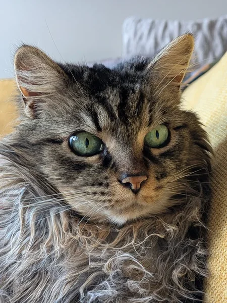 A photo of a tabby cat